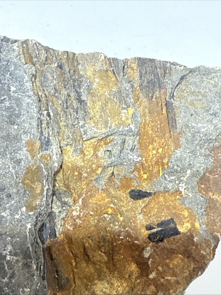 Archaeopteris - Rare devonian plant- Red Hills PA.