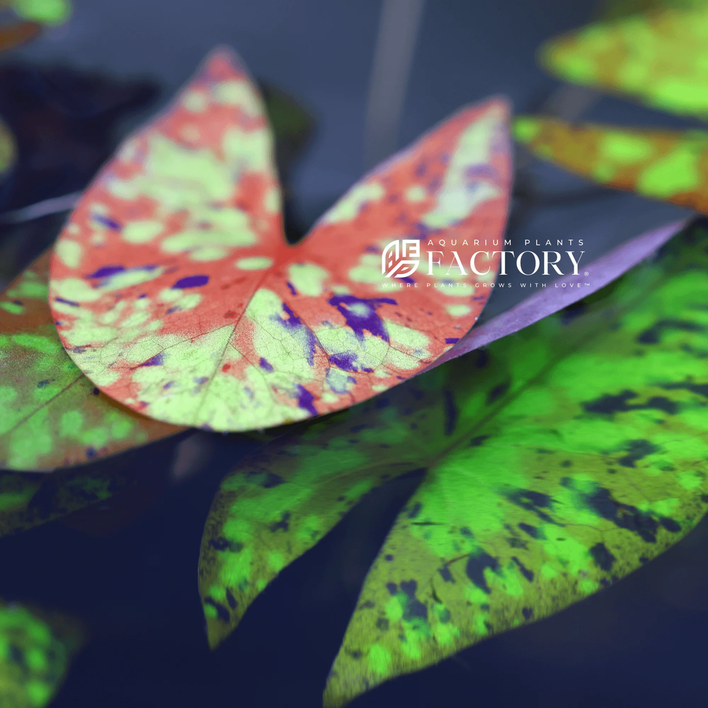 Nymphaea Micrantha | Aquarium Plants Factory®