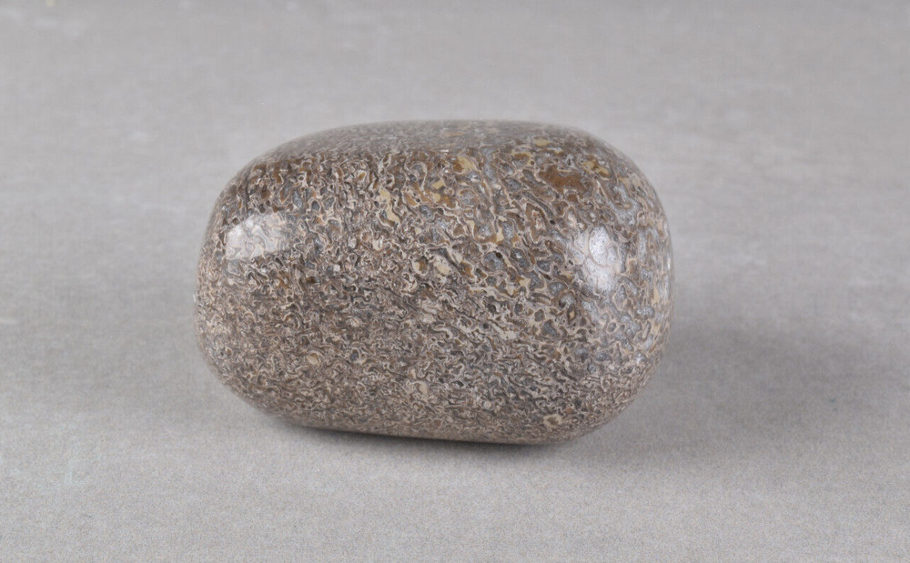 Fossilized Dinosaur Bone Polished from Morocco  4.2 cm # 19755
