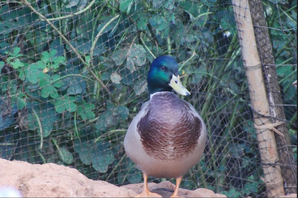 mallard duck hatching eggs x 6