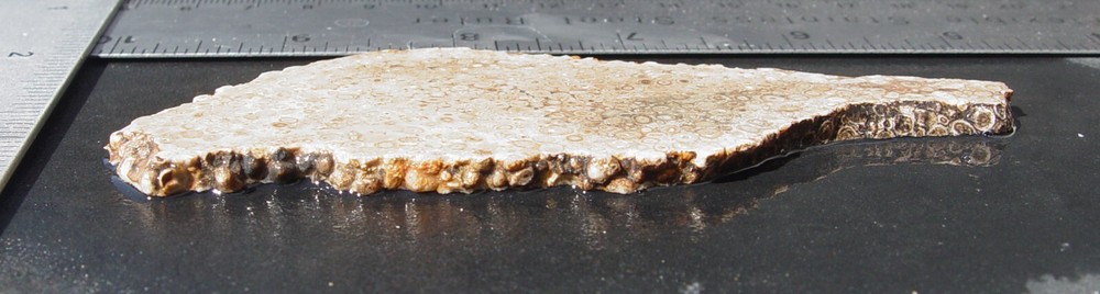 Oolite Lapidary Slab T1211