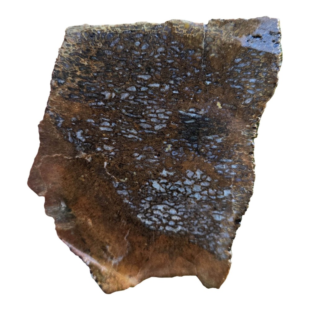 Gem Dinosaur Bone Slab - Cell Pattern - Variable Preservation