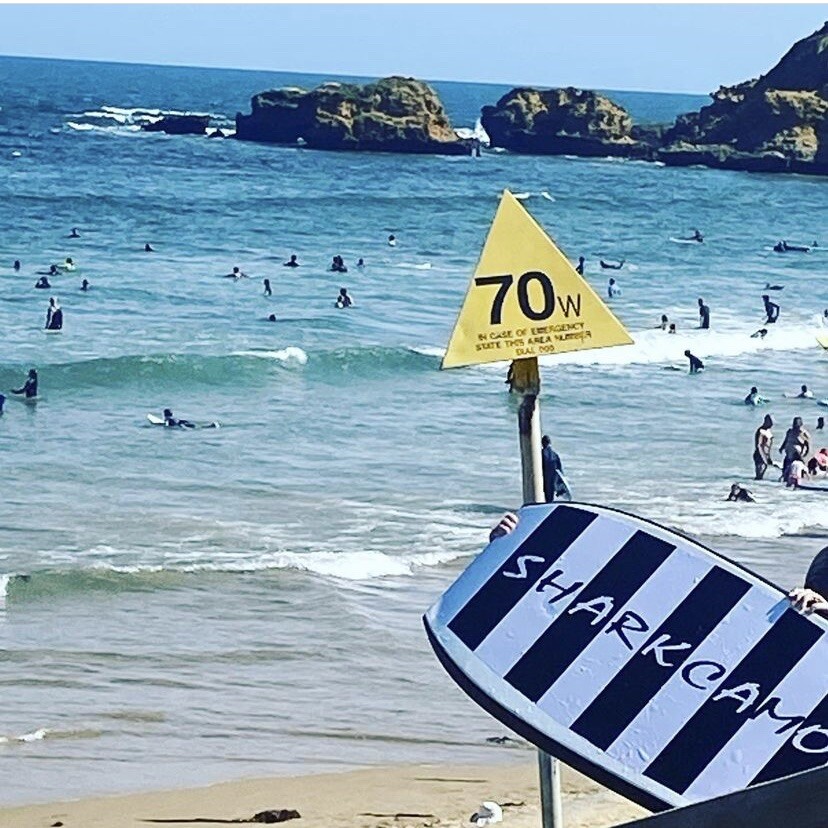 SHARKCAMO SURFBOARD-Bogie Board STICKERS