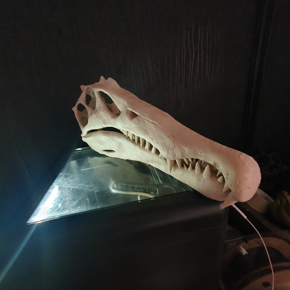 Spinosaurus Dinosaur Large Replica Skull