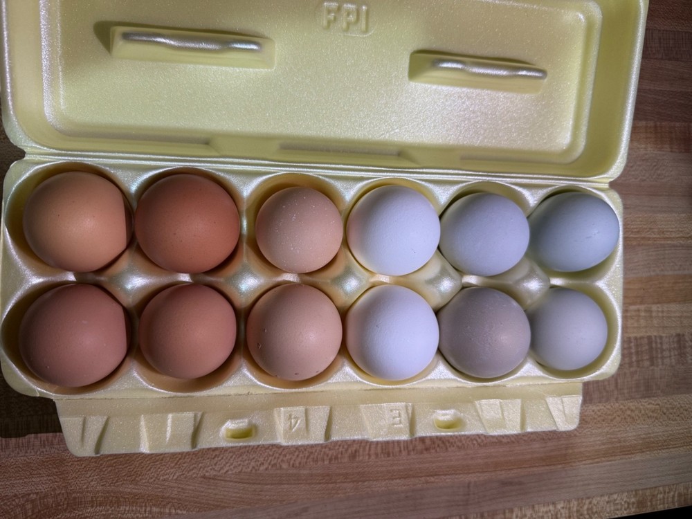 chicken hatching eggs barnyard mix