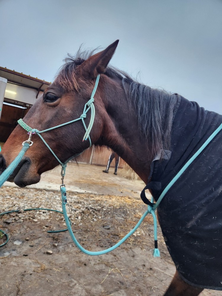 Longhina Per Cavallo