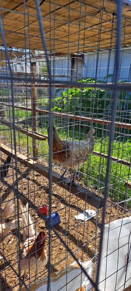 Chicken Hatching Eggs 6 + Spartan Blues