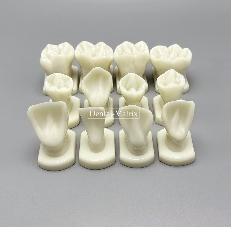 Dental Teeth Form Models OrthodonticTypodont Model Lab Tooth Study Teaching Demo