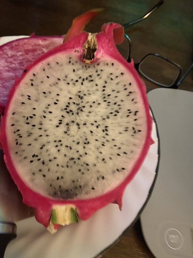 8 Inches ￼ Unknown  White Dragon Fruit Cutting    Self Fertile