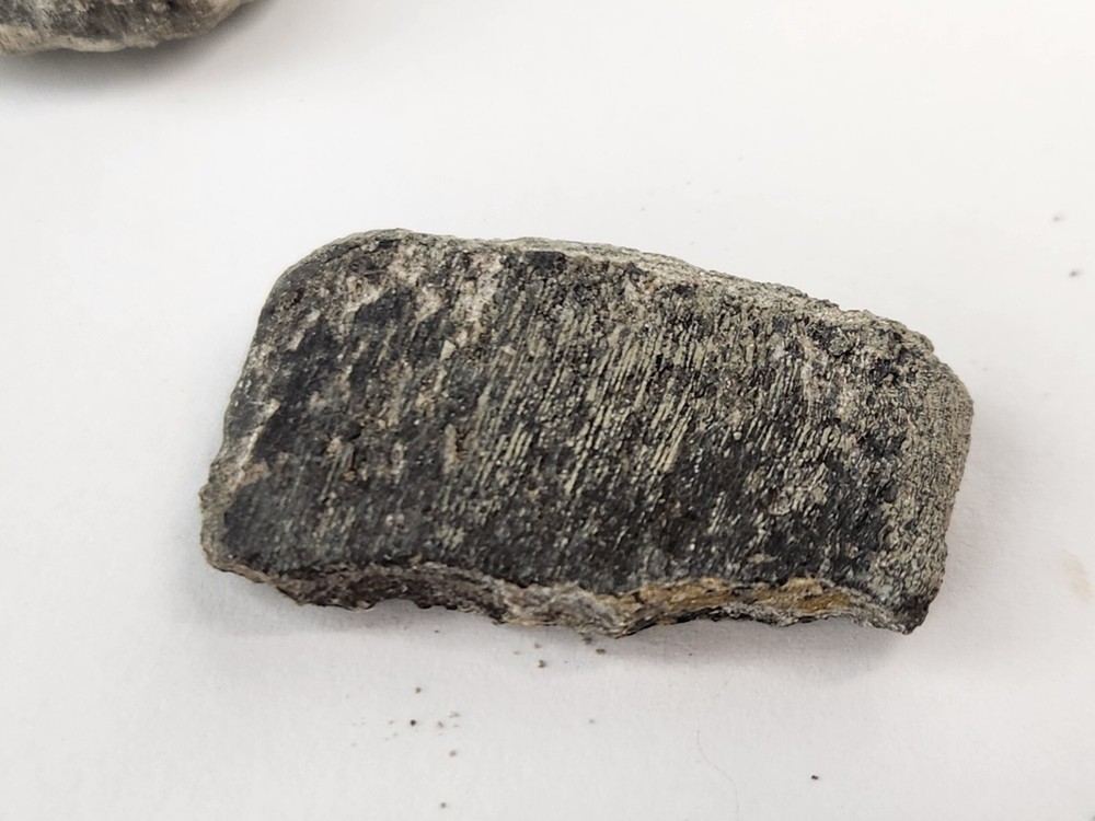 Juvenile Maiasaura Vertebra Process Prep Projects - Two Medicine - Teton Co., MT