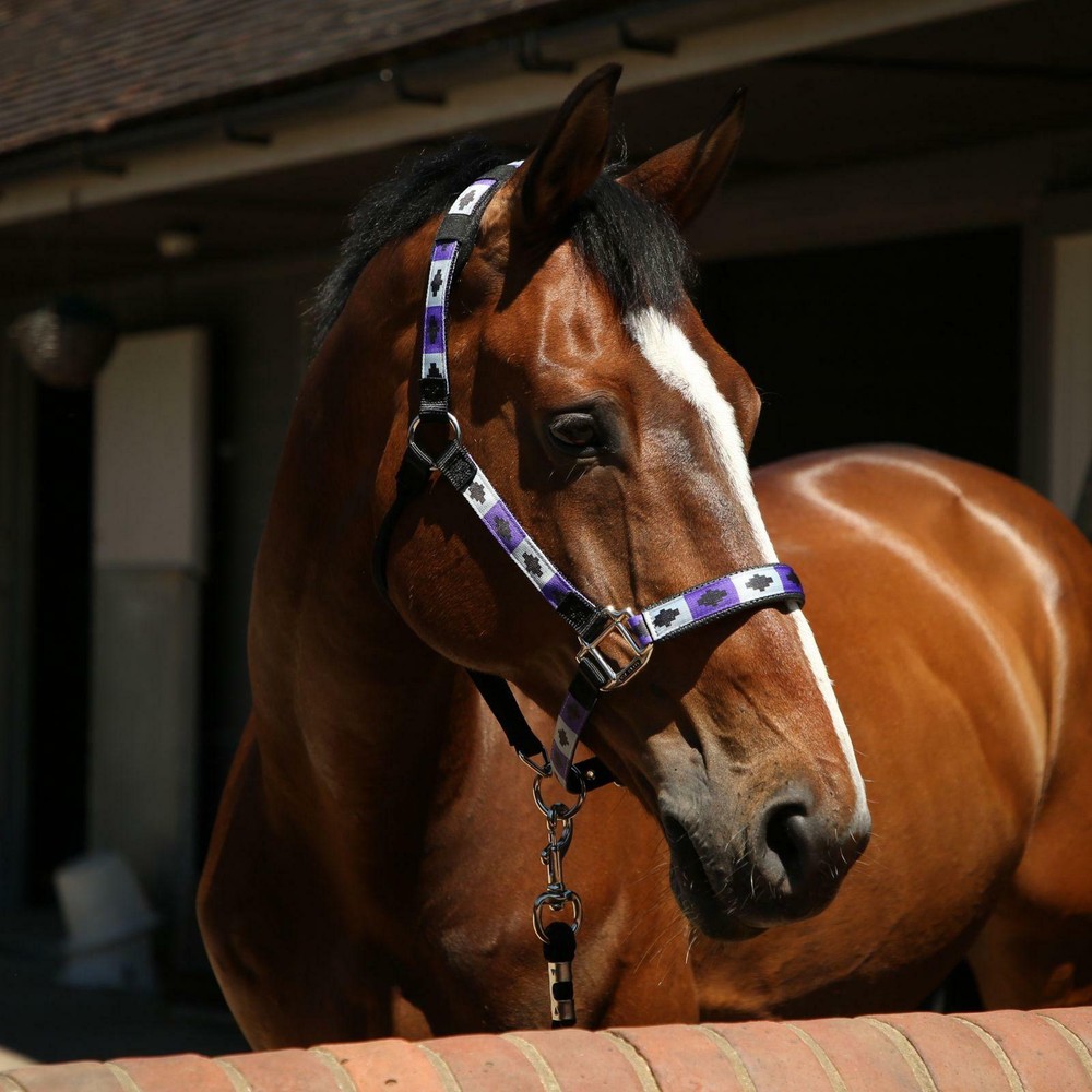 KM Elite Padded Halter - SALE - 50% OFF!