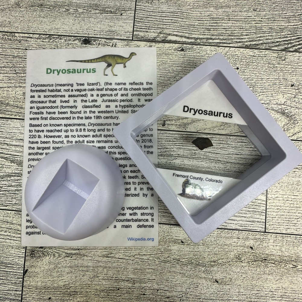 Dryosaurus Extinct Dinosaur Eggshell Fossil Piece in Display Case