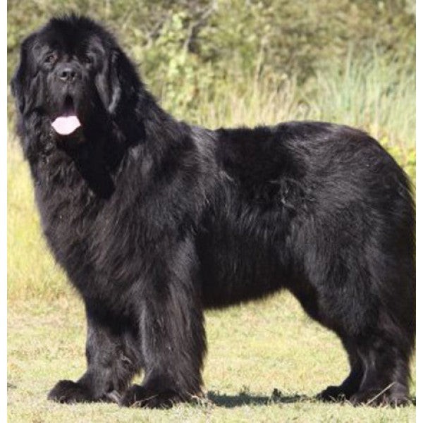 Newfoundland Leather Dog Keychain