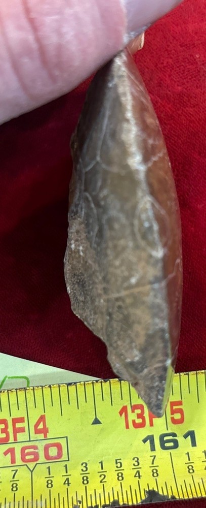 Petrified Coral End Polished