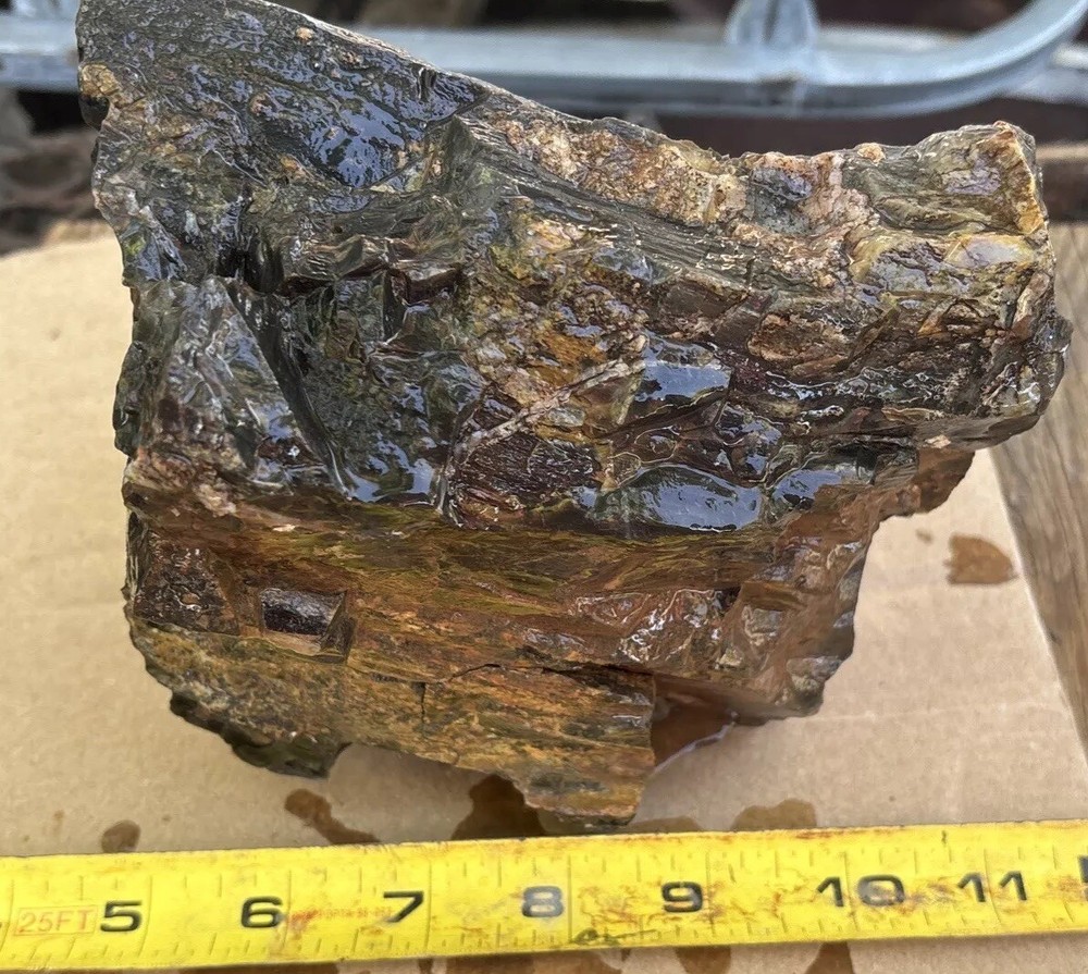 Colorful petrified wood