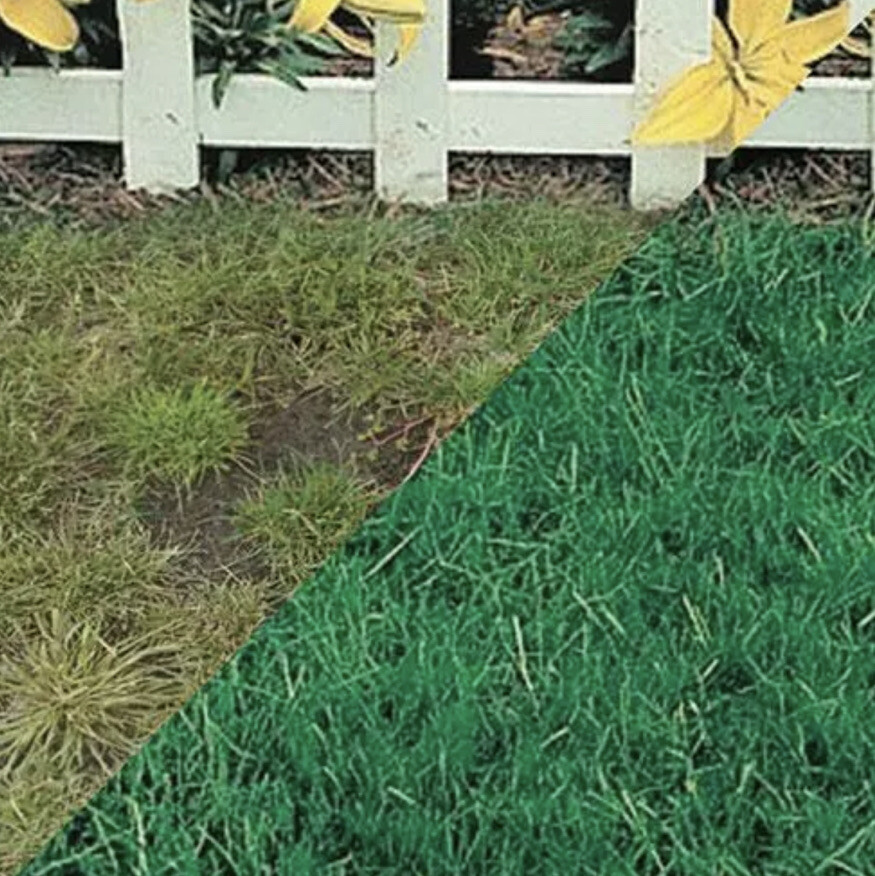 CANADA GREEN GRASS SEED 25lb Bag