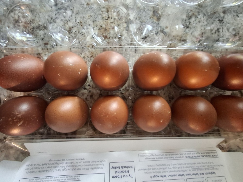 10+2 Black Copper Maran Hatching Eggs