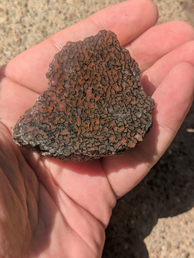 Gembone Dinosaur Bone Fossil Great Cell Structure! Utah