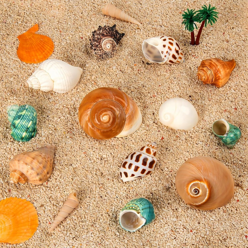 12PCS Hermit Crab Shells | Medium and Large Shell Size 1.6" - 3.2"