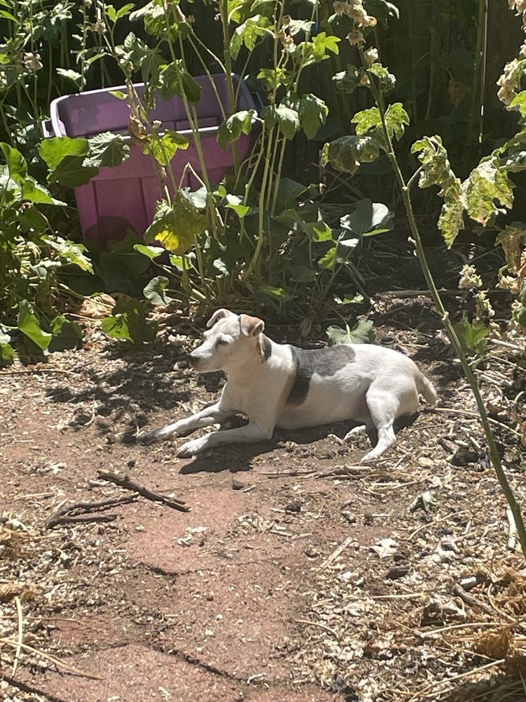 Tariff Relief 🙏 🏠 🐕 🚗