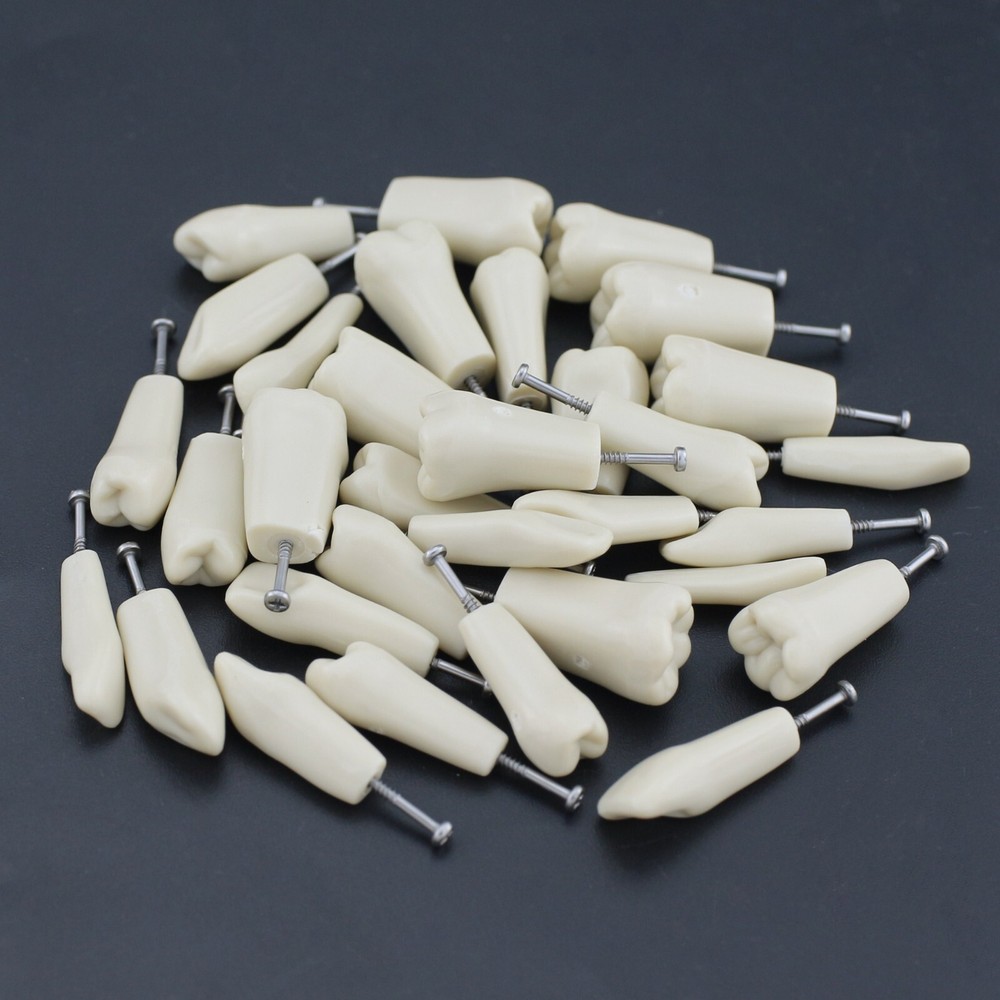 Columbia 860 Type Dental Simulation 32PCS Teeth Typodont Model Exam Teaching