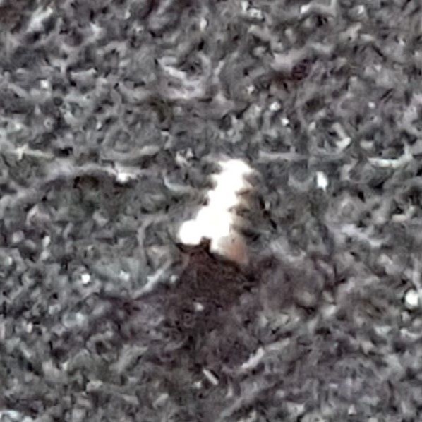 Omega Screw Part Number 2255