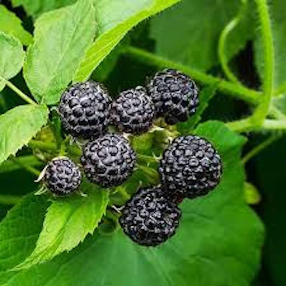 1 Cumberland Black Raspberry Starter Plug Rubus occidentalis