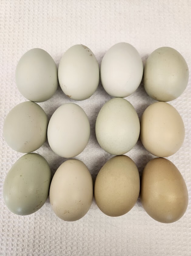 6 Lavender, B/B/S Ameraucana & Orpington (Easter Egger) Chicken Hatching eggs.