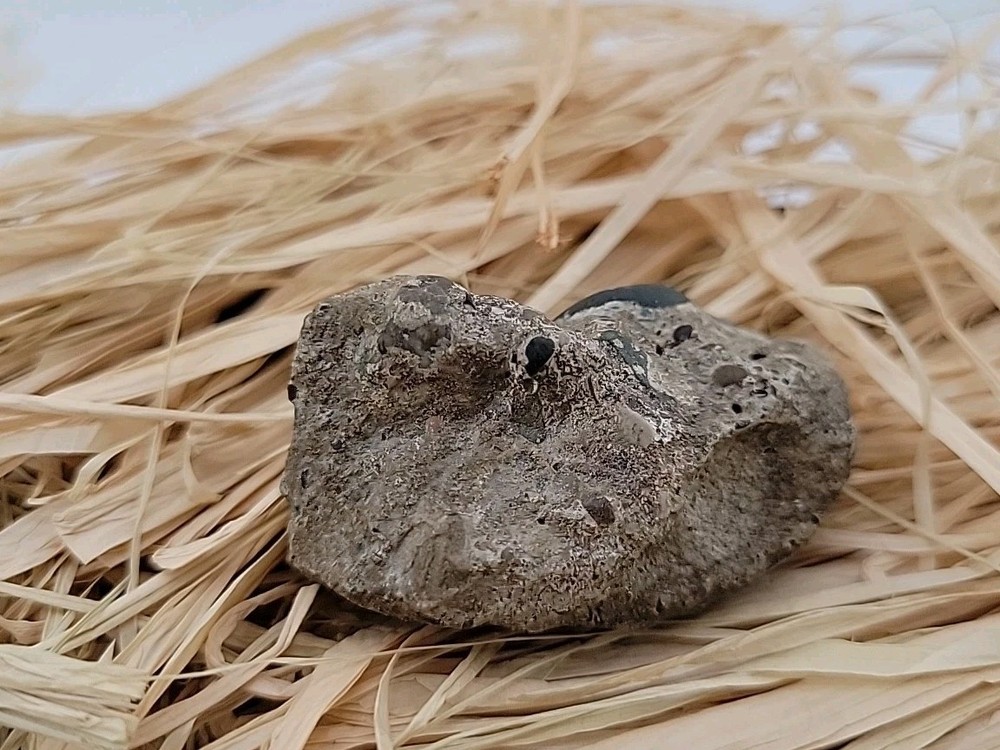 Egg Fossil Reptile Permineralized Compression Fossil