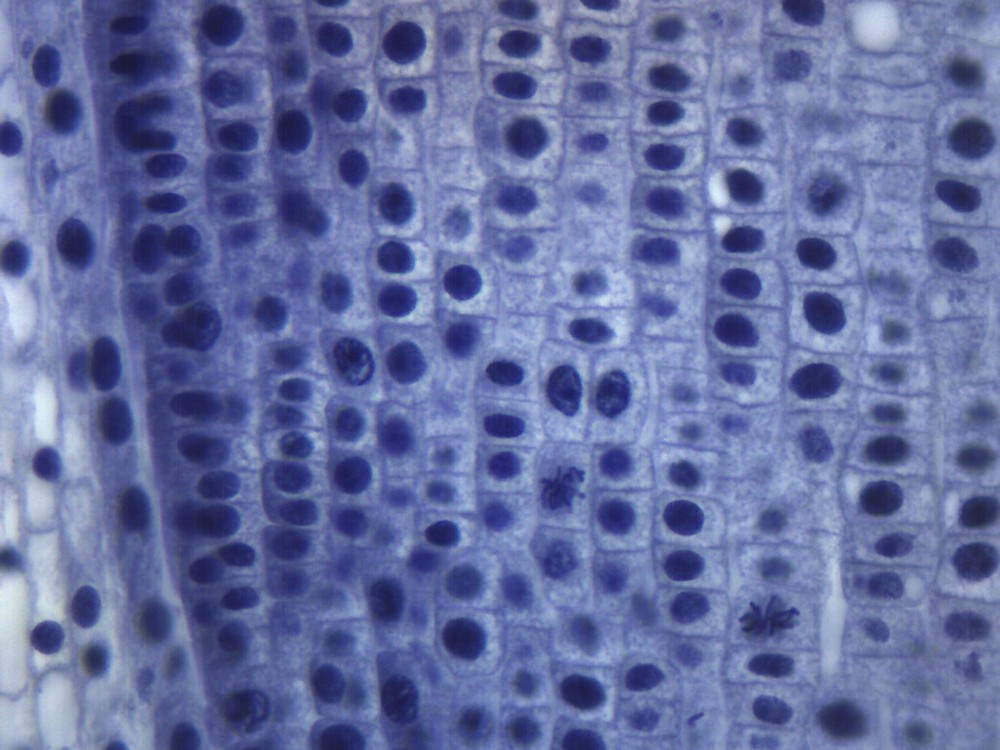 Allium Root Tip, Longitudinal Section - Prepared Microscope Slide - 75x25mm -