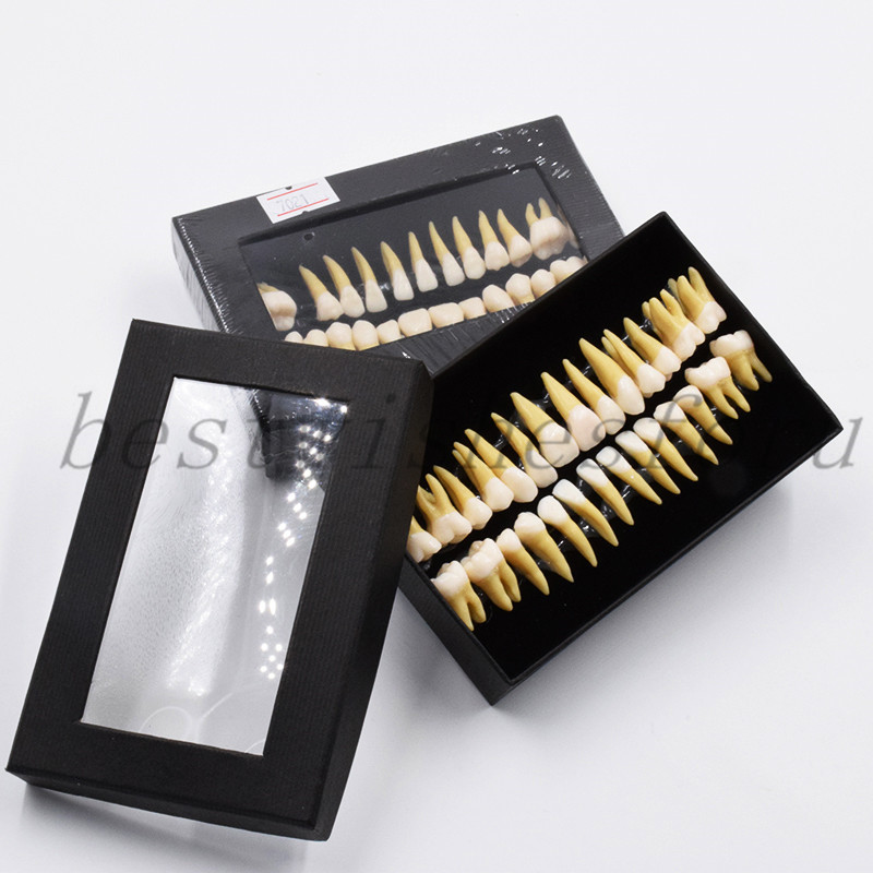 Dental Study 1:1 Permanent Demonstration Teeth Model #7008 28 Pcs/set