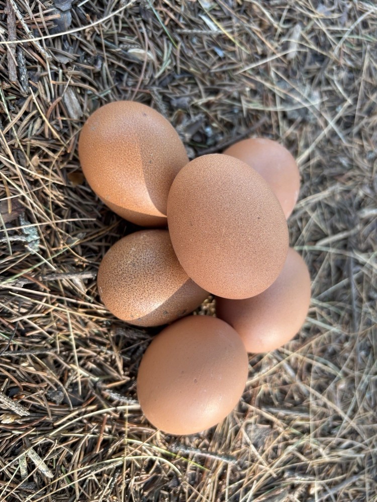 Welsummer hatching eggs (12 Eggs)