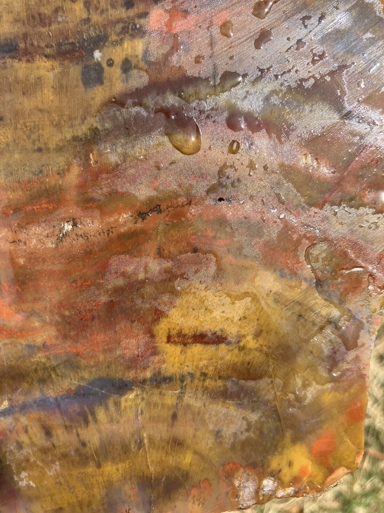 Arizona Petrified Wood Slab