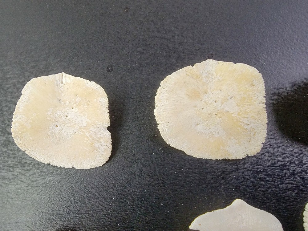 Gator ALLIGATOR BACK SCUTE bone bones BONY skutes croc weird OSTEODERMS CLEAN