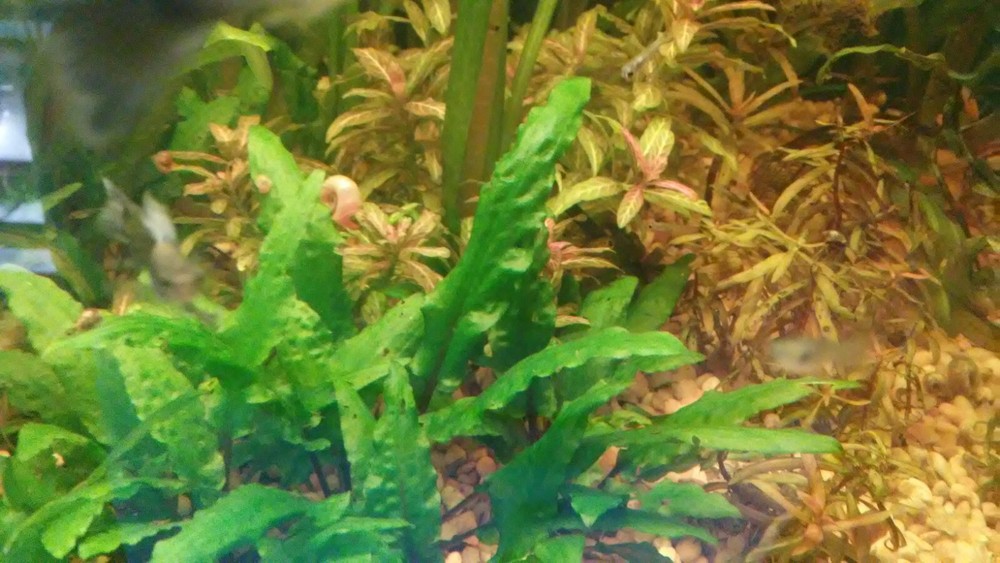 neptunes gardens cryptocoryne wendtii