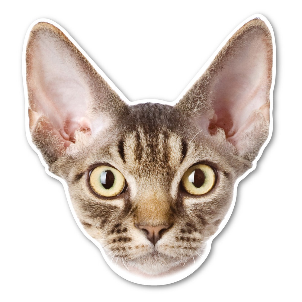 Devonshire Rex Cat Magnet