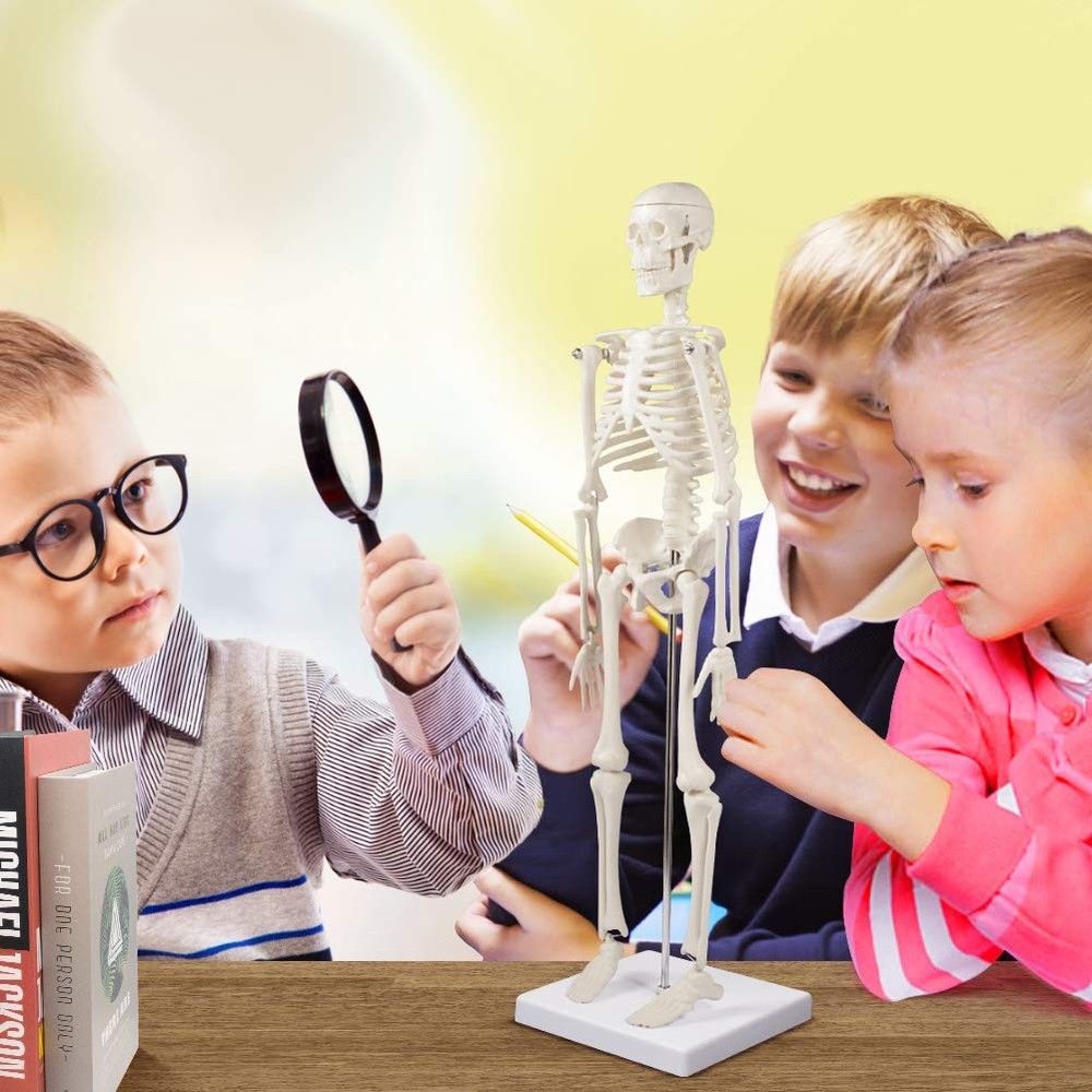 17" Human Skeleton Model with Movable Limbs for Anatomy Study & Display