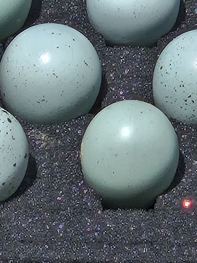 15+ **RARE COLORS** Celadon Blue Coturnix Quail Hatching Eggs