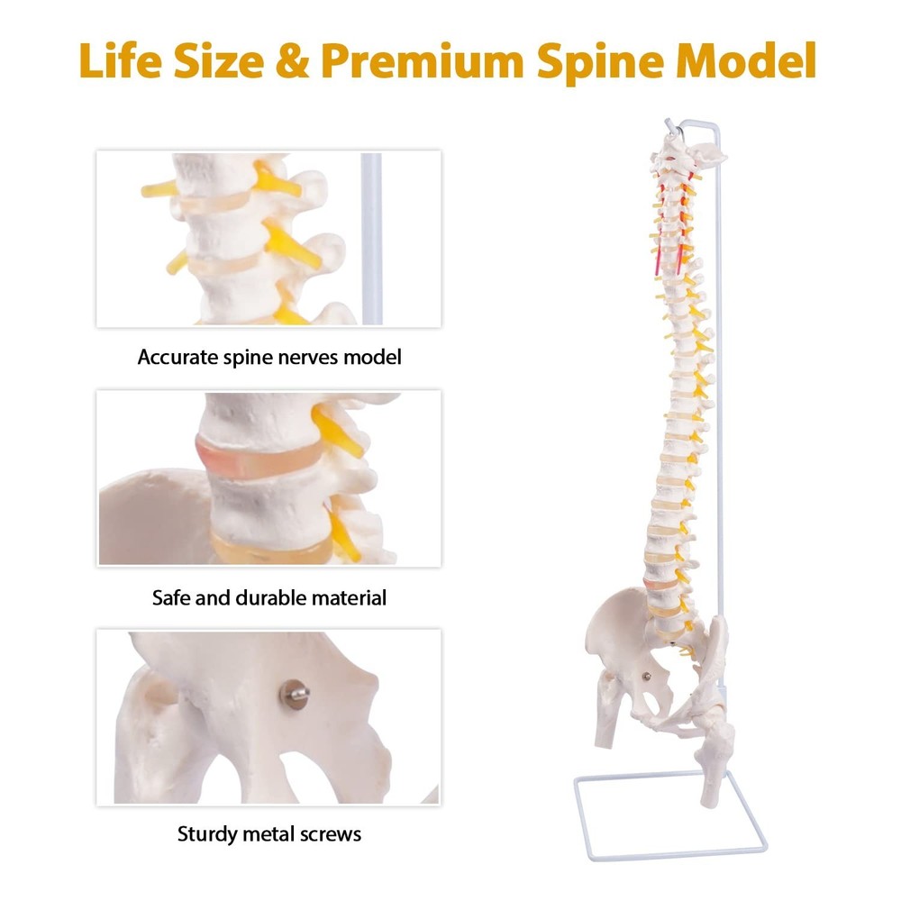 Life Size Spine Model with Stand