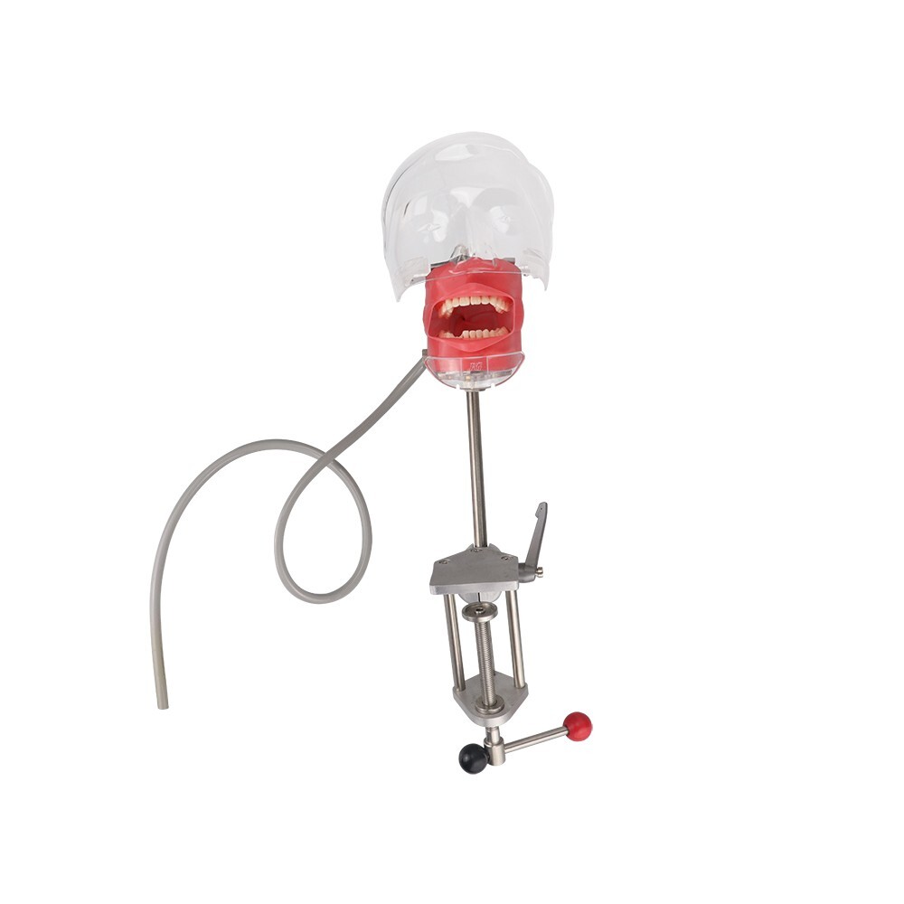 Dental Simulator Mannequin Head Teeth Model Teaching Practicing Head Mold desk