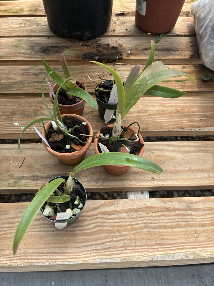 Epic. Golden Sunburst