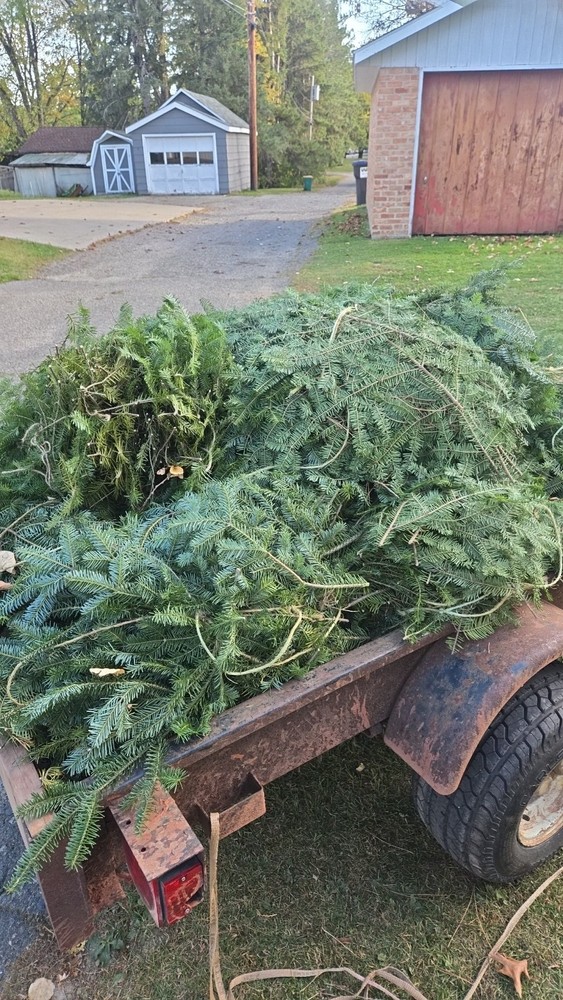Fresh Hand Harvested Balsm Boughs