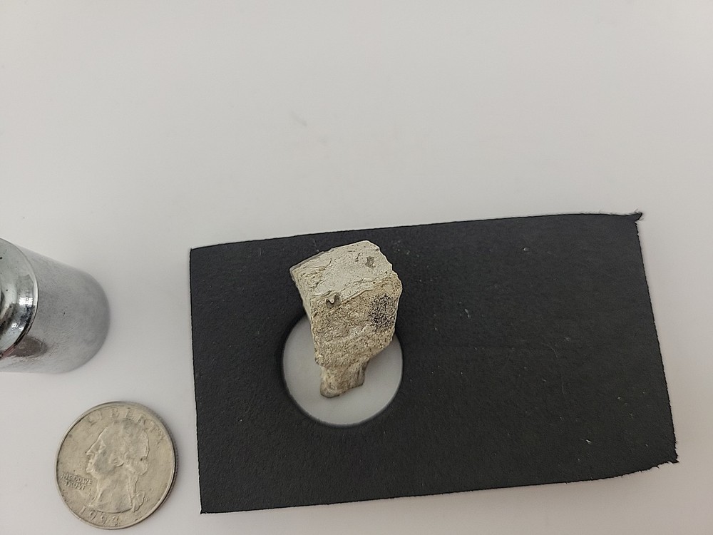 Triceratops Fossil Tooth