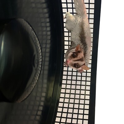 Exotic Nutrition Starter Package For Sugar Gliders High Protien