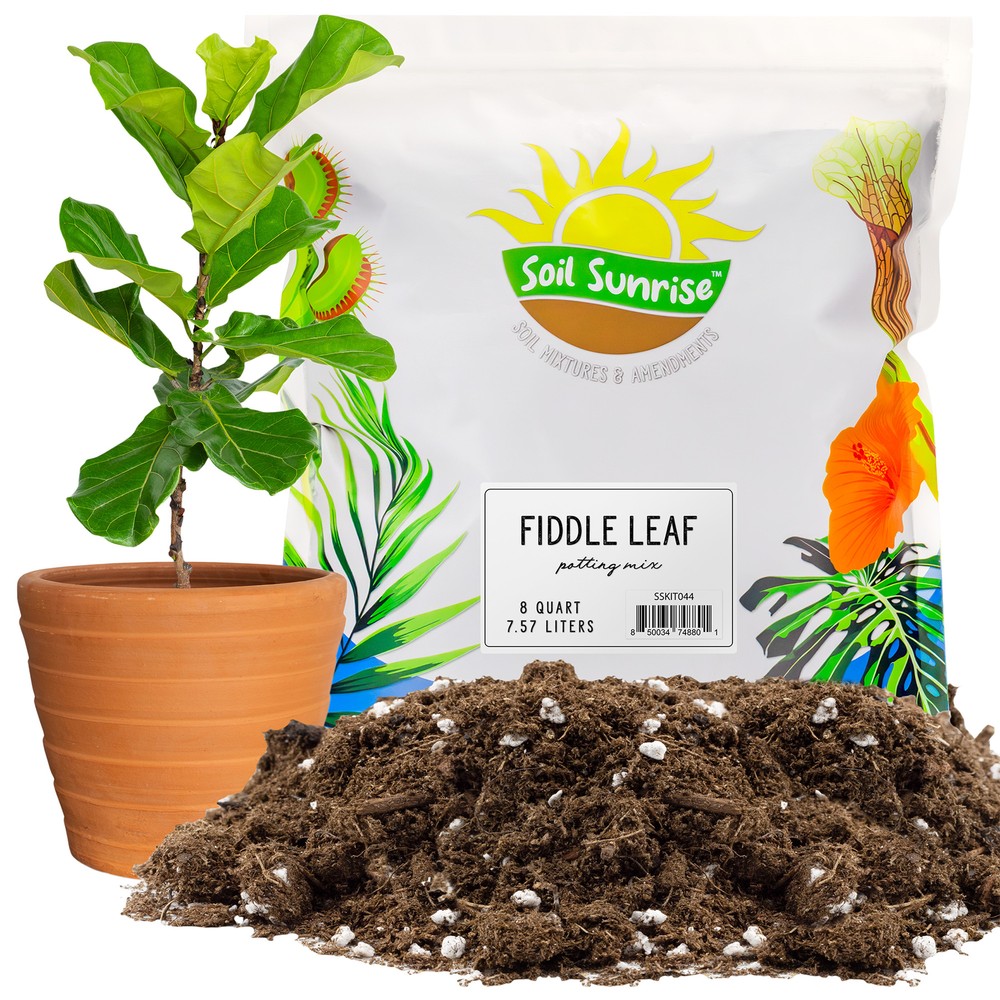 Fiddle Leaf Fig Potting Mix, Soil Amendment for Potted Fig Trees