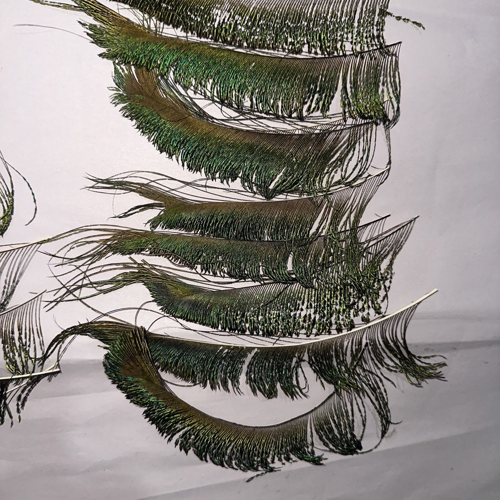 30 pc peacock feathers lot ref #2201