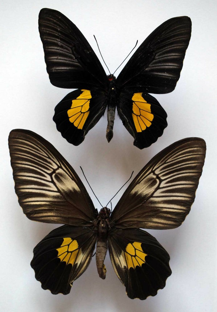 T.ROIDES HALIPHRON HEPTANONIUS  - unmounted PAIR