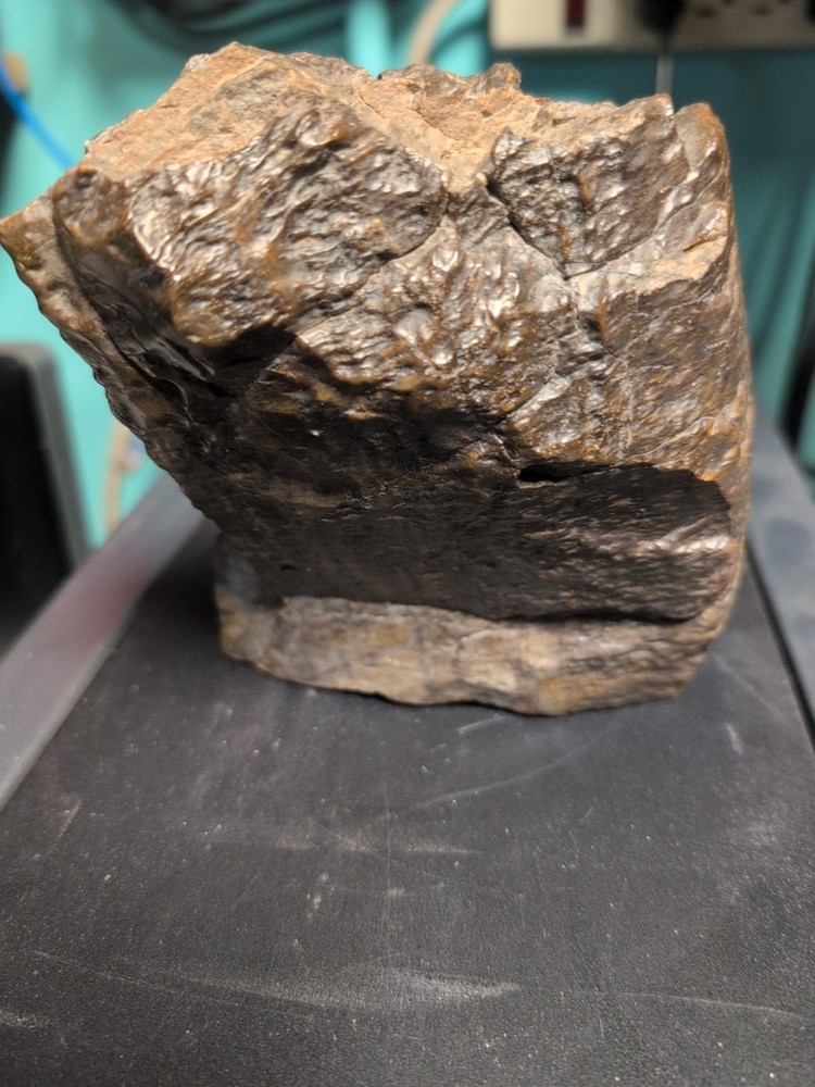 petrified wood slab polished