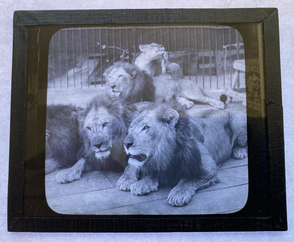 KEYSTONE MAGIC LANTERN SLIDE 77 CAGED LIONS 1920s