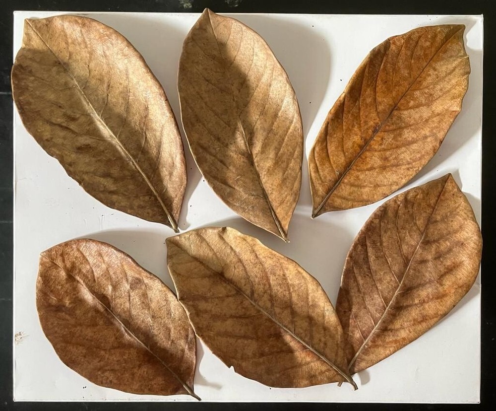 Jack fruit leaves
